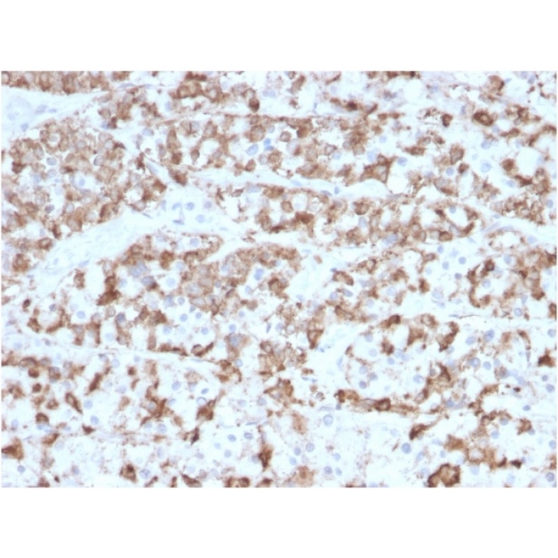 Prolactin (Pituitary Tumor Marker)(PRL/2910), CF647 conjugate, 0.1mg/mL
