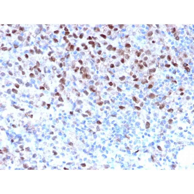 Microphthalmia Transcription Factor (MITF)(MITF/2987R), CF647 conjugate, 0.1mg/mL