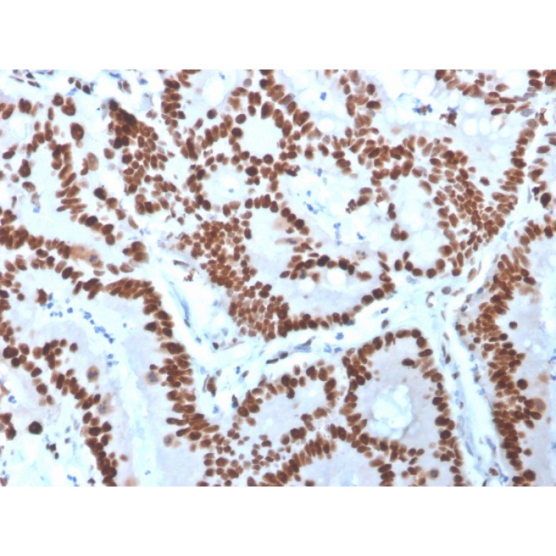 MCM6 (Proliferation Marker)(MCM6/3000), CF647 conjugate, 0.1mg/mL
