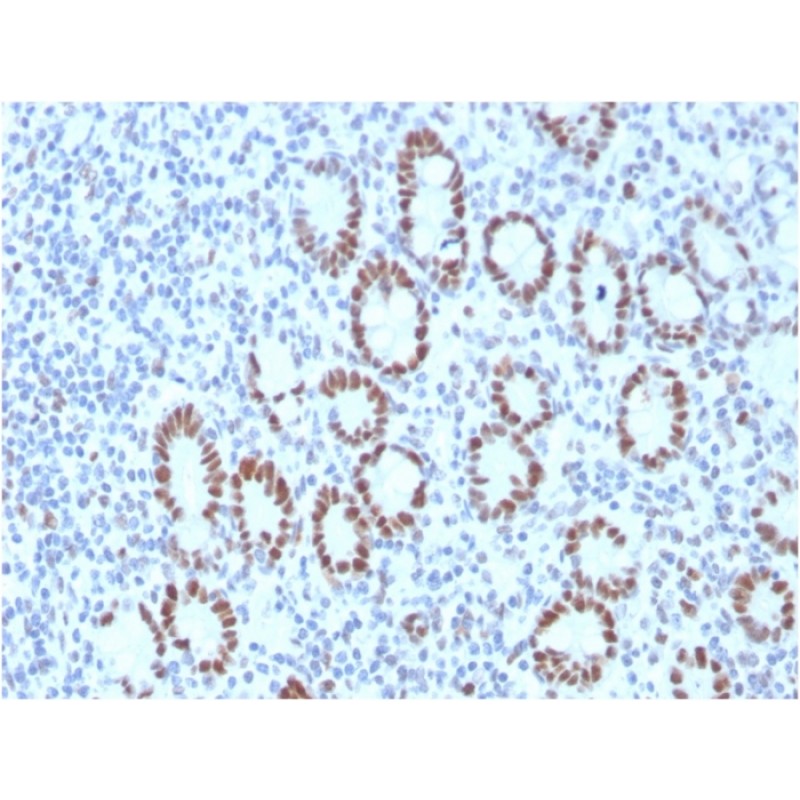 MSH6 (DNA Mismatch Repair Protein)(MSH6/3089), CF647 conjugate, 0.1mg/mL
