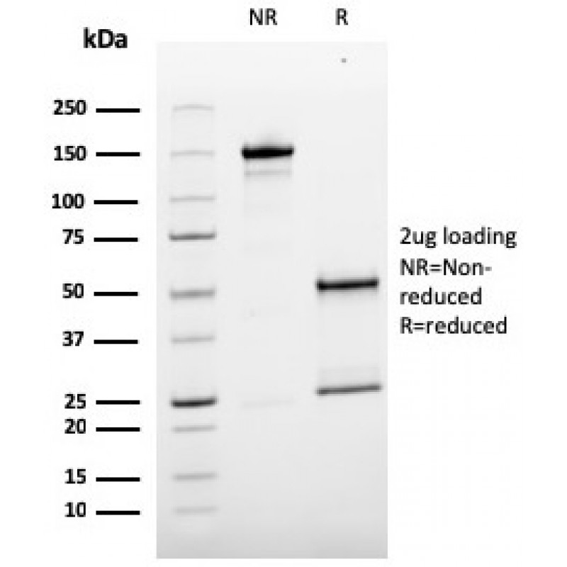 MCAM (Melanoma Cell Adhesion Molecule) / MUC18 / CD146(MCAM/3179), CF647 conjugate, 0.1mg/mL