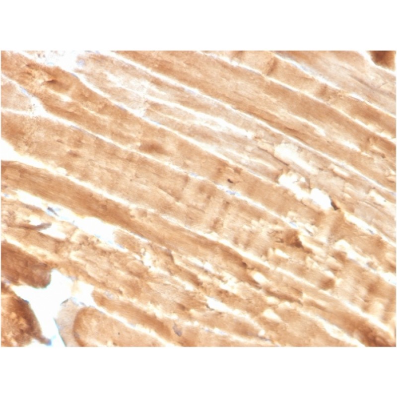 Dystrophin (DMD) (Marker of Duchenne and Becker Muscular Dystrophy)(DMD/3244), CF647 conjugate, 0.1mg/mL
