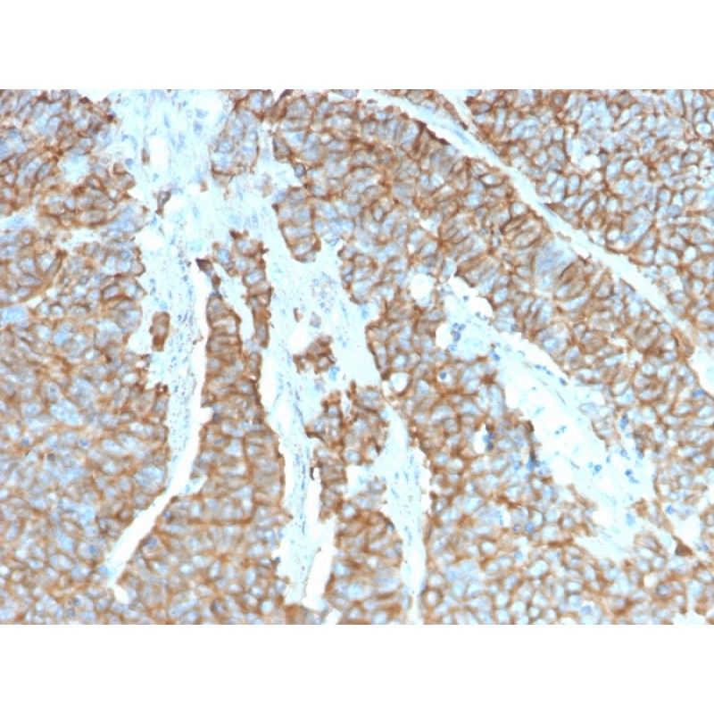 Drebrin 1 (DBN1)(DBN1/3393), CF647 conjugate, 0.1mg/mL