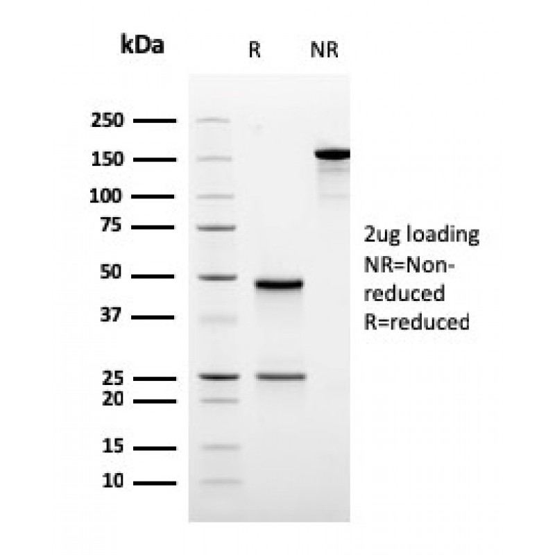 Ornithine Decarboxylase-1 (ODC-1)(rODC1/485), CF647 conjugate, 0.1mg/mL