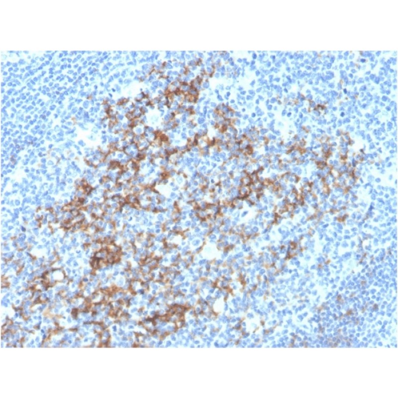 Biotium BNC473592-100, CD23 (Fc Epsilon RII)(FCER2/3592), CF647 conjugate, 0.1mg/mL