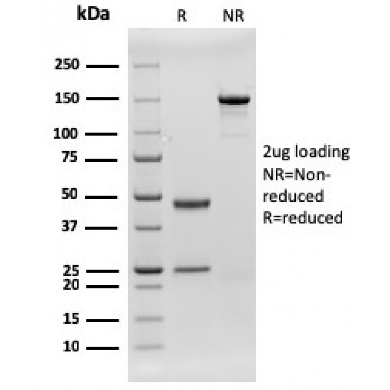 CD79b (B-Cell Marker)(rIGB/1842), CF647 conjugate, 0.1mg/mL