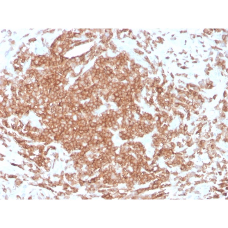 Biotium BNC473631-100, CD3e (T-Cell Marker)(rC3e/1308), CF647 conjugate, 0.1mg/mL