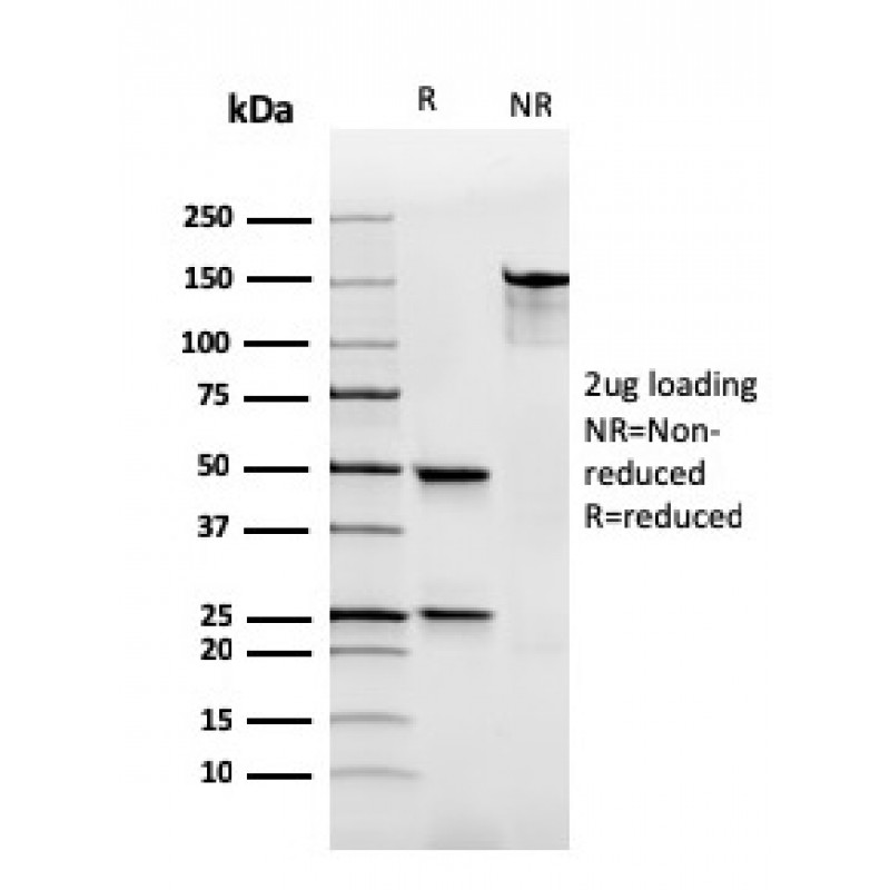 Human Immunoglobulin Alpha (IgA) Heavy Chain(rHISA43), CF647 conjugate, 0.1mg/mL