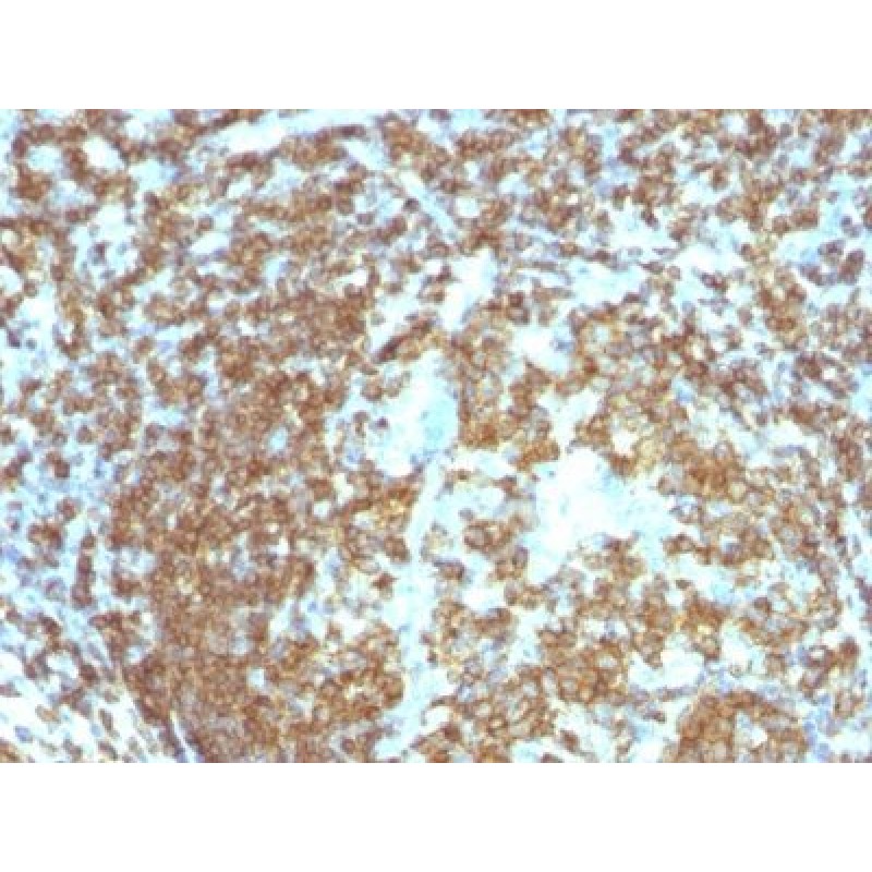 CD45RA(158-4D3), CF555 conjugate, 0.1mg/mL