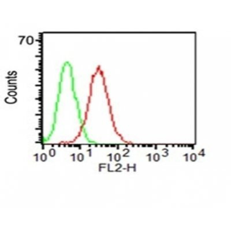 CD34(ICO-115), CF555 conjugate, 0.1mg/mL