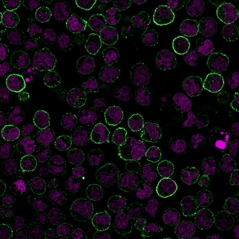 CD19(CVID3/155), CF555 conjugate, 0.1mg/mL