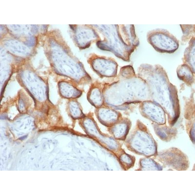 HCG-beta(HCGb/54+ HCGb/459), CF660R conjugate, 0.1mg/mL