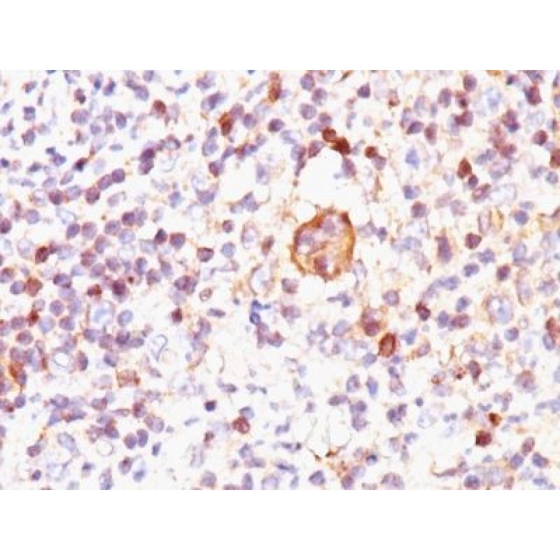 Bax(2D2), CF568 conjugate, 0.1mg/mL