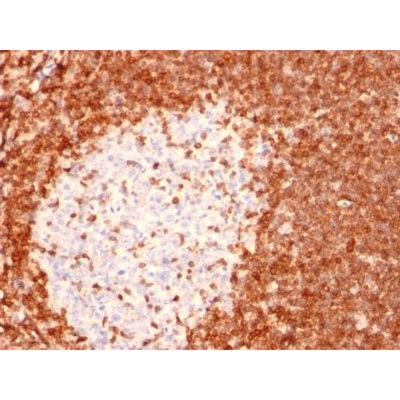bcl-2(8C8), CF568 conjugate, 0.1mg/mL