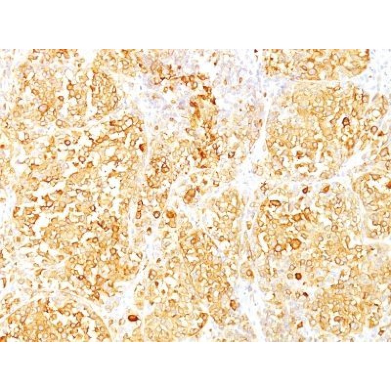 MART-1 / Melan-A(M2-9E3), CF568 conjugate, 0.1mg/mL