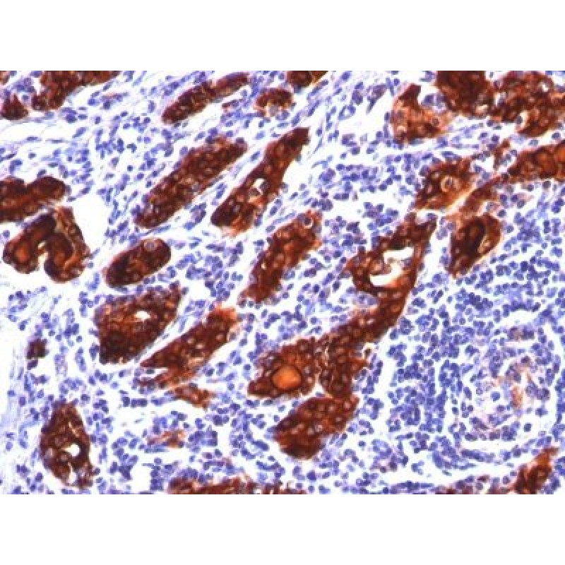 Thyroglobulin(2H11), CF568 conjugate, 0.1mg/mL