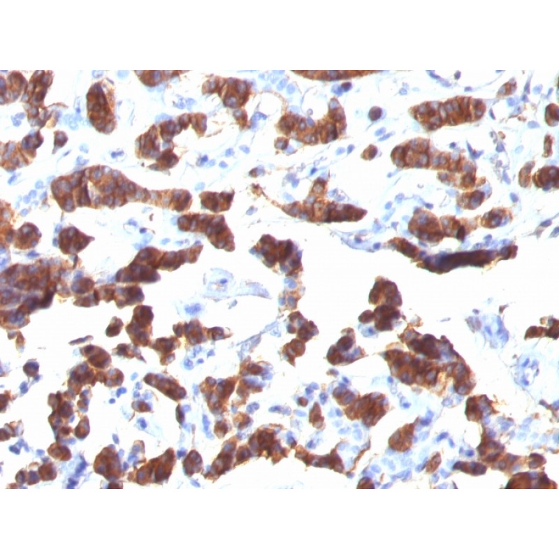 Thyroglobulin (Thyroidal Cell Marker)(TGB24),  CF568 conjugate, 0.1mg/mL