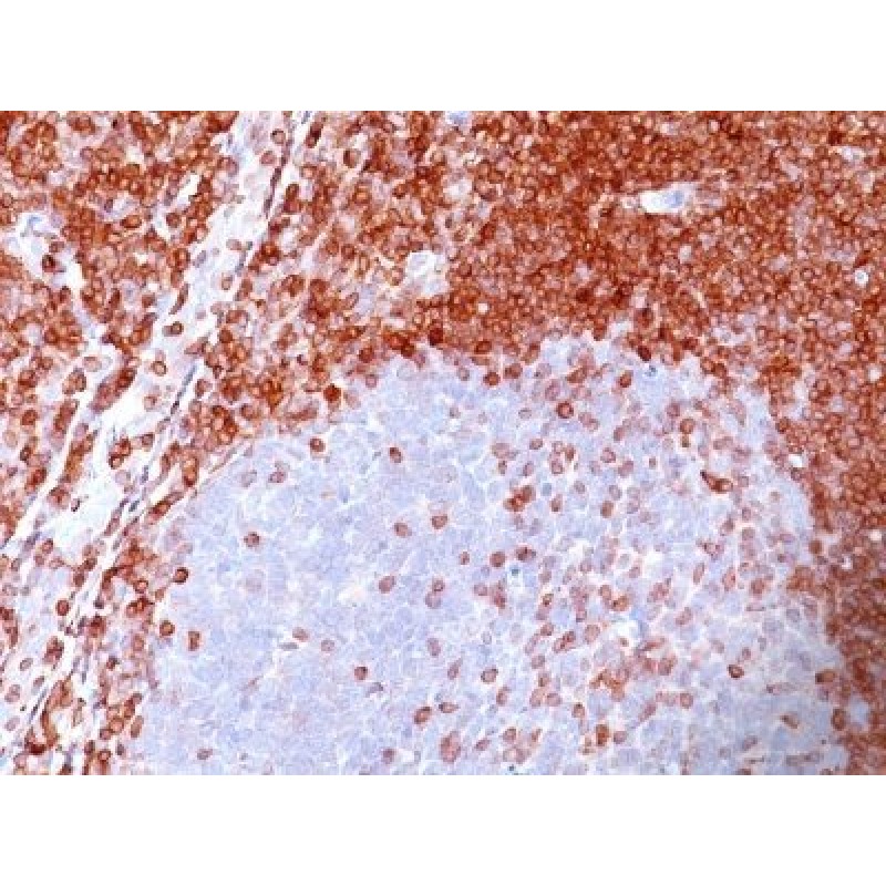 bcl-2(100/D5), CF568 conjugate, 0.1mg/mL