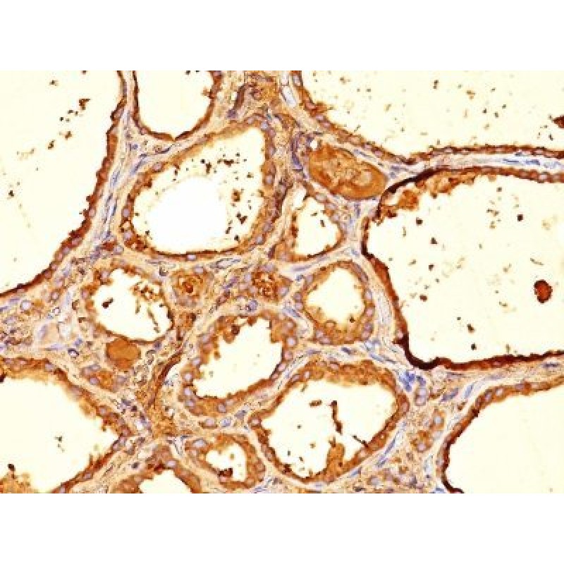 Thyroglobulin(6E1.), CF568 conjugate, 0.1mg/mL