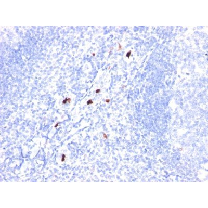 Granulocyte Marker(BM-1), CF568 conjugate, 0.1mg/mL