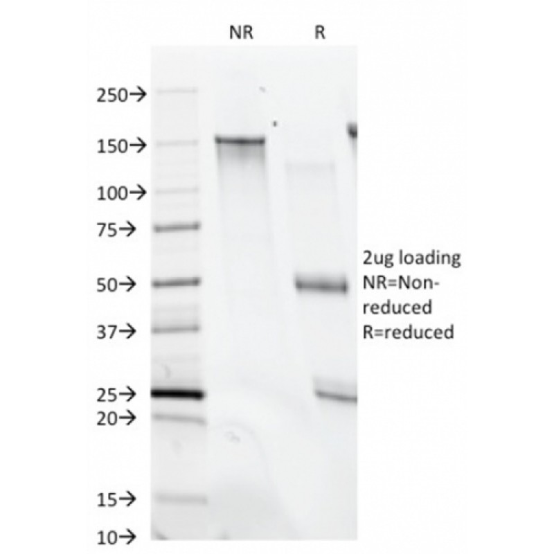 Biotium BNC680074-100, CD28(C28/74),  CF568 conjugate, 0.1mg/mL