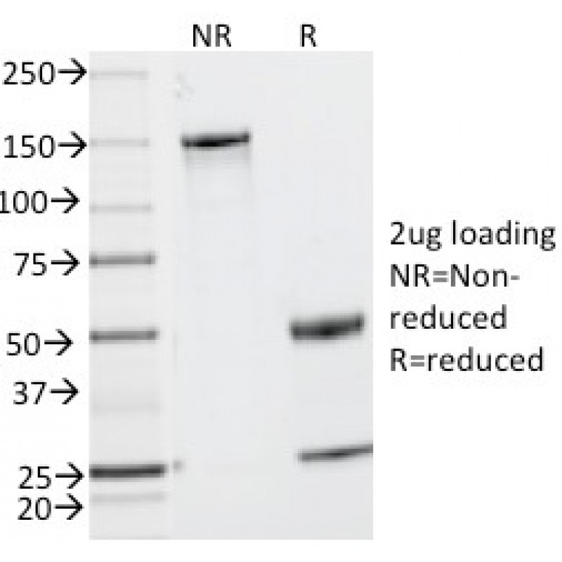 Biotium BNC680201-100, CD2 / Lymphocyte Function Antigen 2 (LFA-2)(UMCD2),  CF568 conjugate, 0.1mg/mL