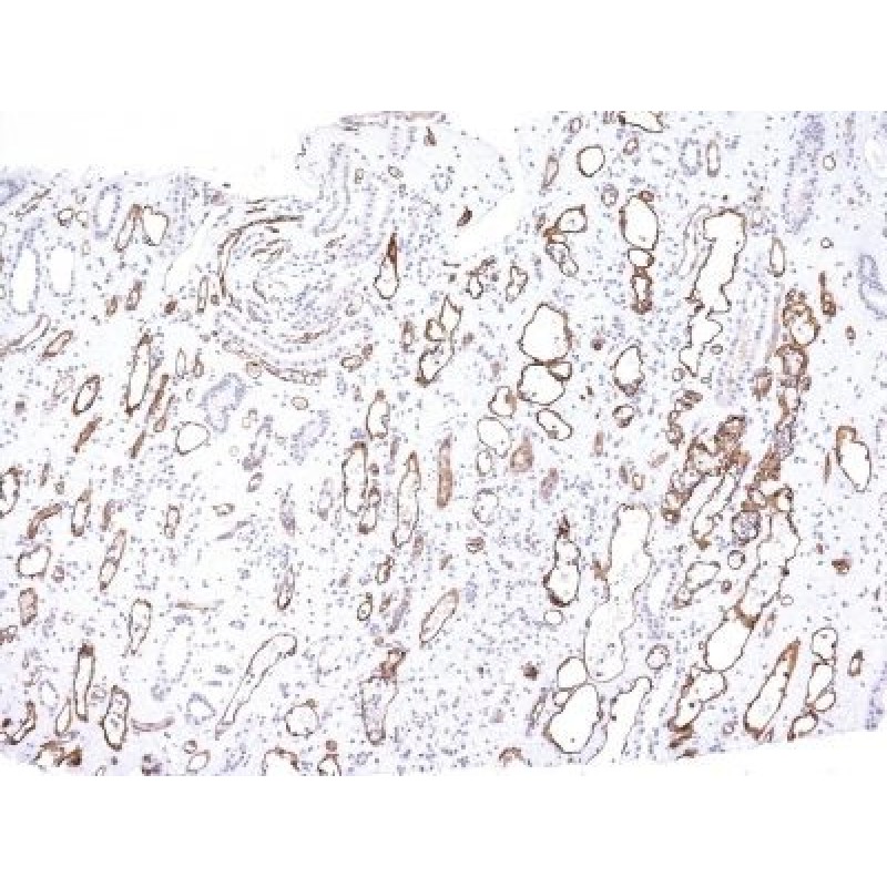 Complement C4d(C4D204), CF568 conjugate, 0.1mg/mL
