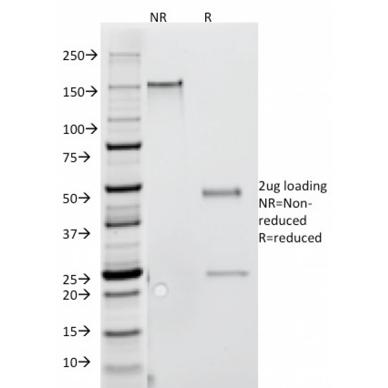 Interferon gamma (IFNG)(G-23),  CF568 conjugate, 0.1mg/mL