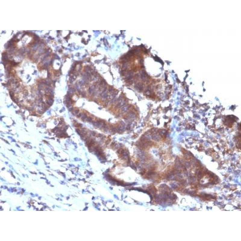 Transgelin / SM22-alpha(TAGLN/247), CF568 conjugate, 0.1mg/mL