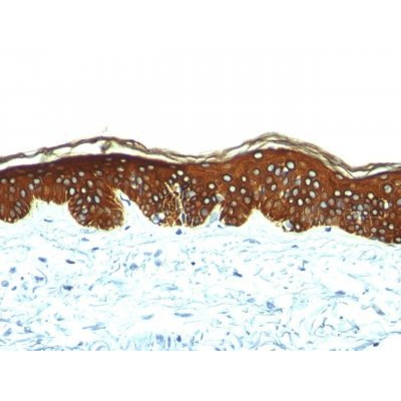 Cytokeratin, HMW(AE-3), CF568 conjugate, 0.1mg/mL