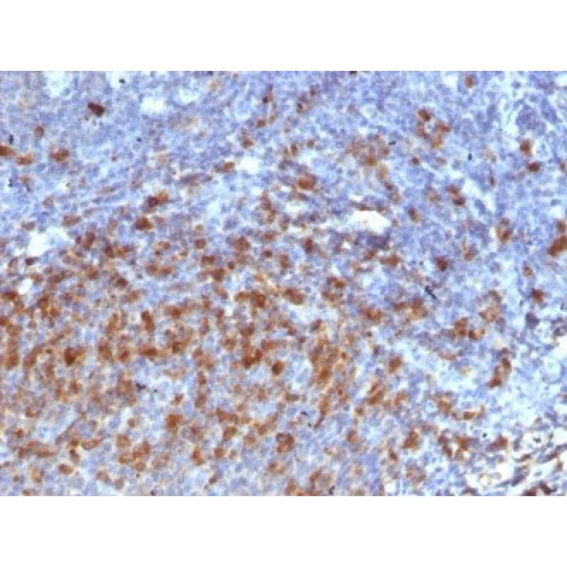 Human IgG Immunoglobulin(IG266), CF568 conjugate, 0.1mg/mL