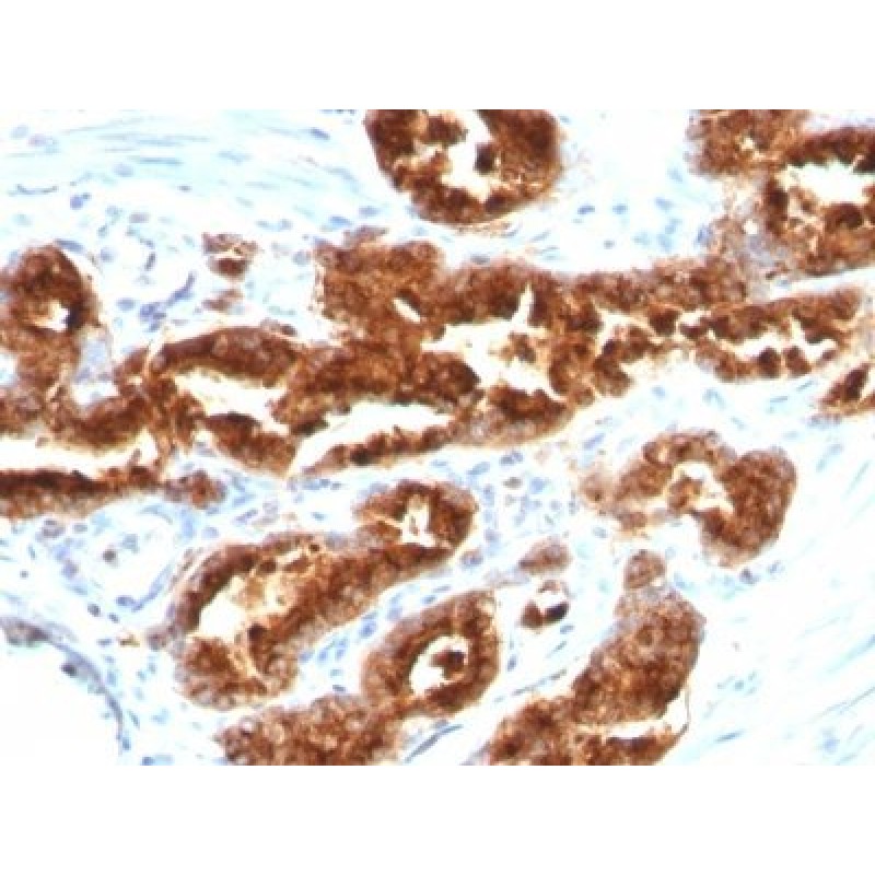TAG-72 / CA72.4(B72.3), CF568 conjugate, 0.1mg/mL