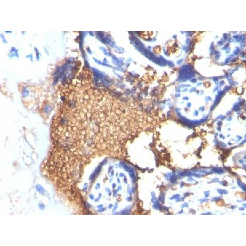 Glycophorin A / CD235a(GYPA/280), CF568 conjugate, 0.1mg/mL