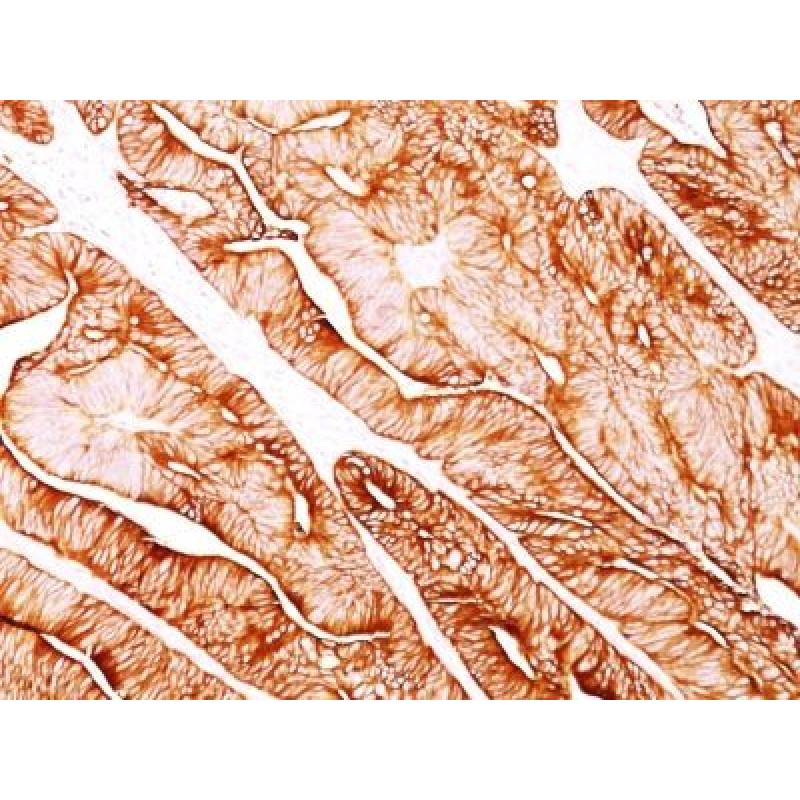 Cytokeratin 8(H1), CF568 conjugate, 0.1mg/mL
