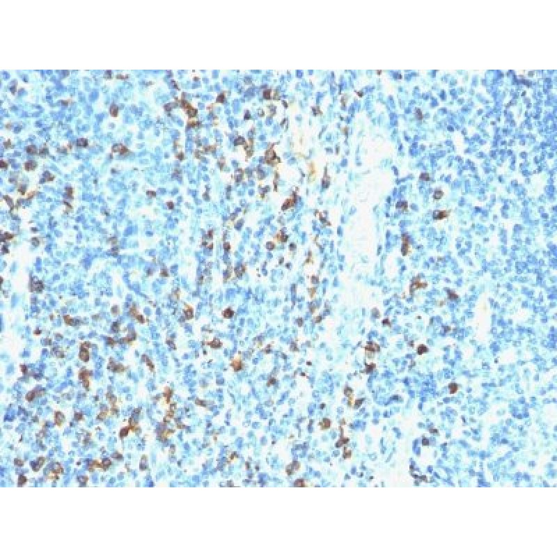 Biotin(Hyb8), CF568 conjugate, 0.1mg/mL