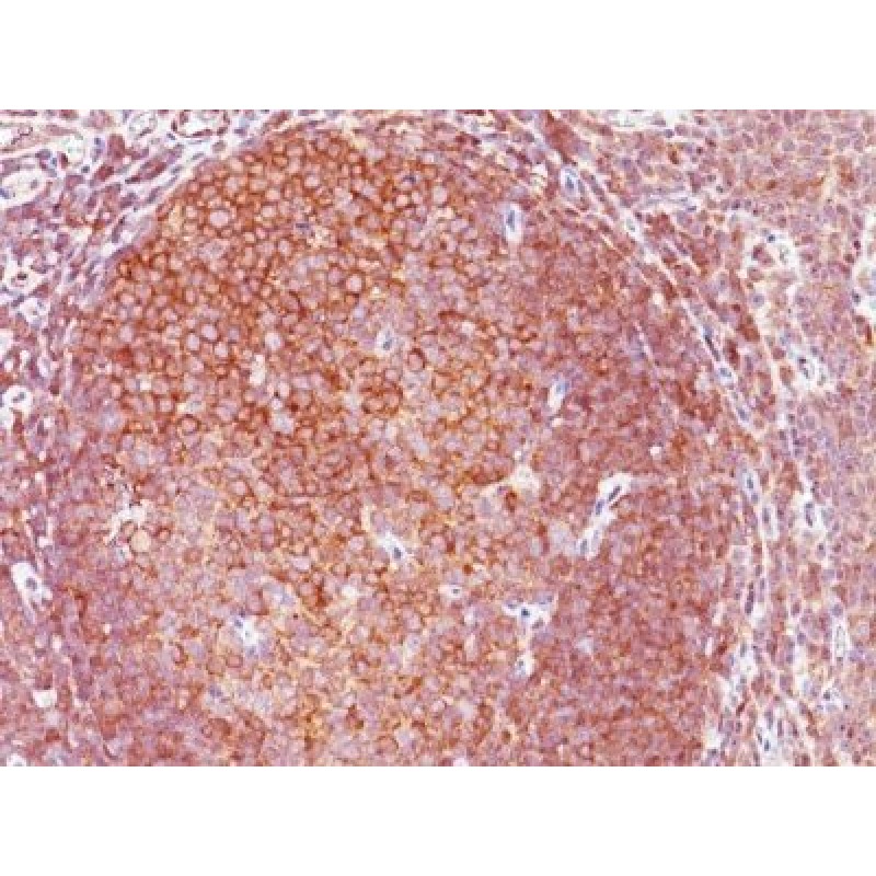 BCL-10(BL10/411), CF568 conjugate, 0.1mg/mL