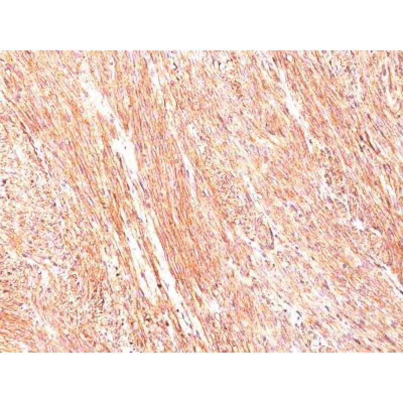 DOG-1(DG1/447), CF568 conjugate, 0.1mg/mL