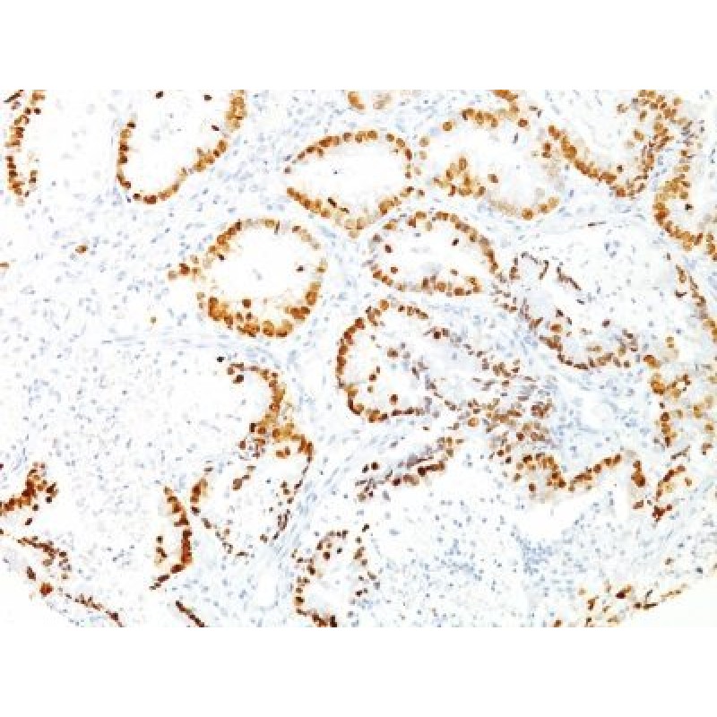 TTF-1 / NKX2.1(8G7G3/1), CF568 conjugate, 0.1mg/mL