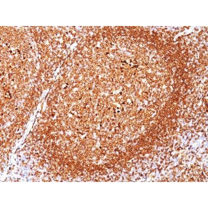 CD79a(JCB117), CF568 conjugate, 0.1mg/mL