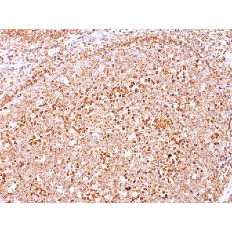 CD79a(HM47/A9), CF568 conjugate, 0.1mg/mL