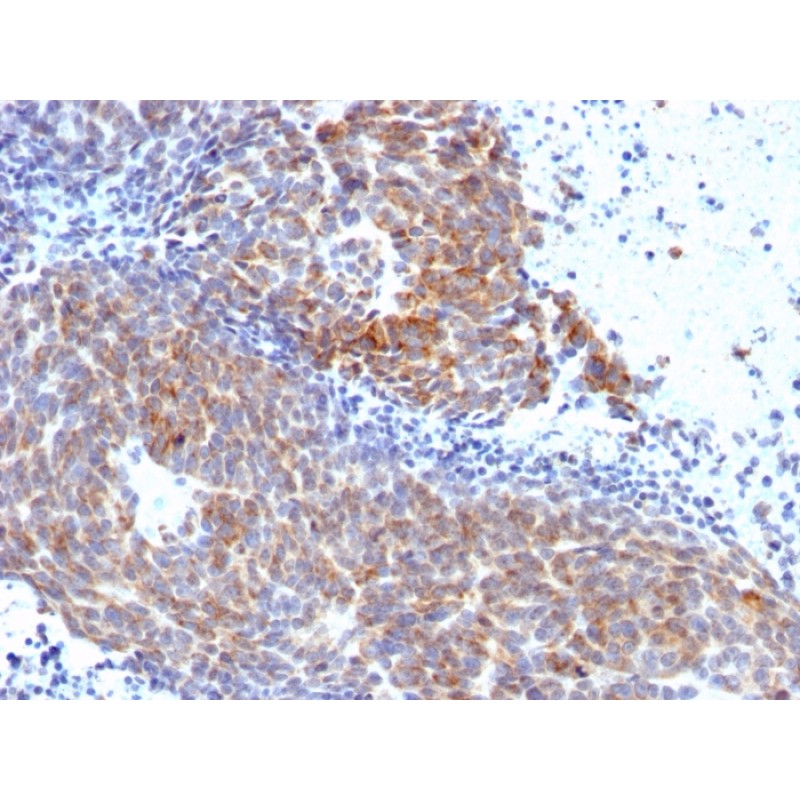 Topoisomerase (DNA) I, Mitochondrial (TOP1MT)(TOP1MT/568),  CF568 conjugate, 0.1mg/mL