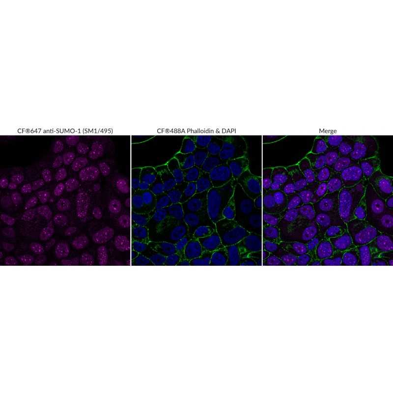 SUMO-1(SM1/495), CF568 conjugate, 0.1mg/mL