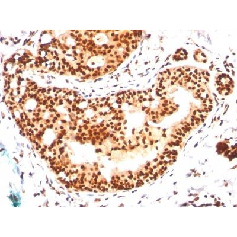 SUMO-2/3(SM23/496), CF568 conjugate, 0.1mg/mL