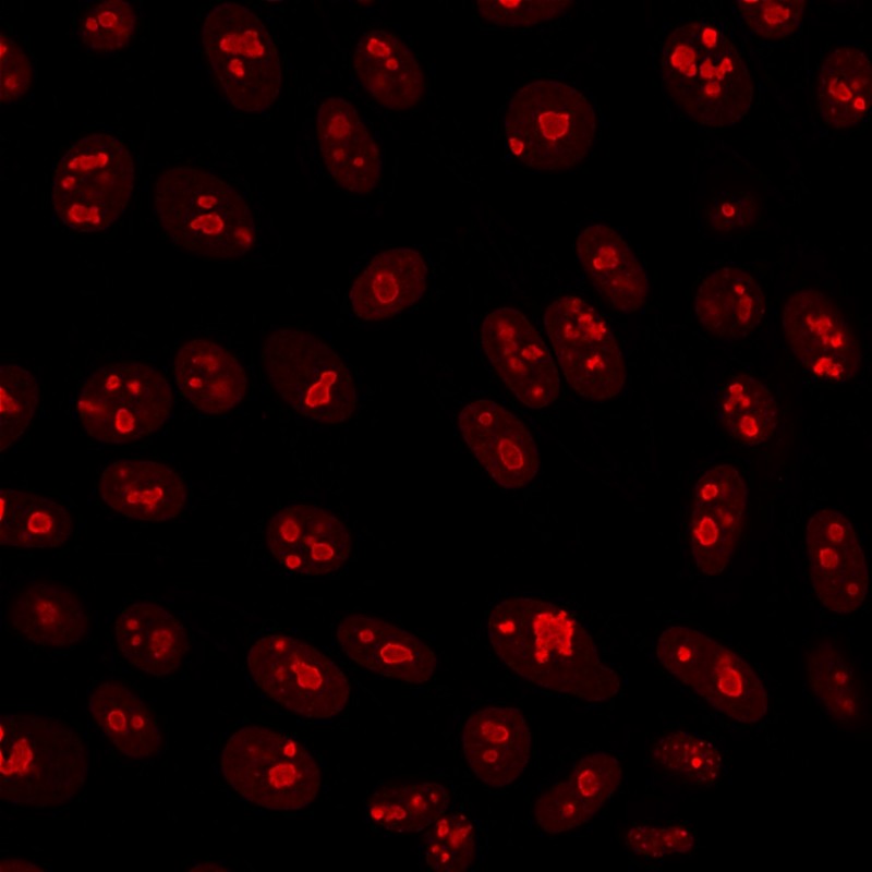 Nucleolin(364-5), CF568 conjugate, 0.1mg/mL
