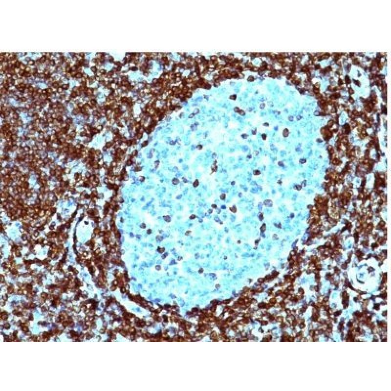 bcl-2(124), CF568 conjugate, 0.1mg/mL