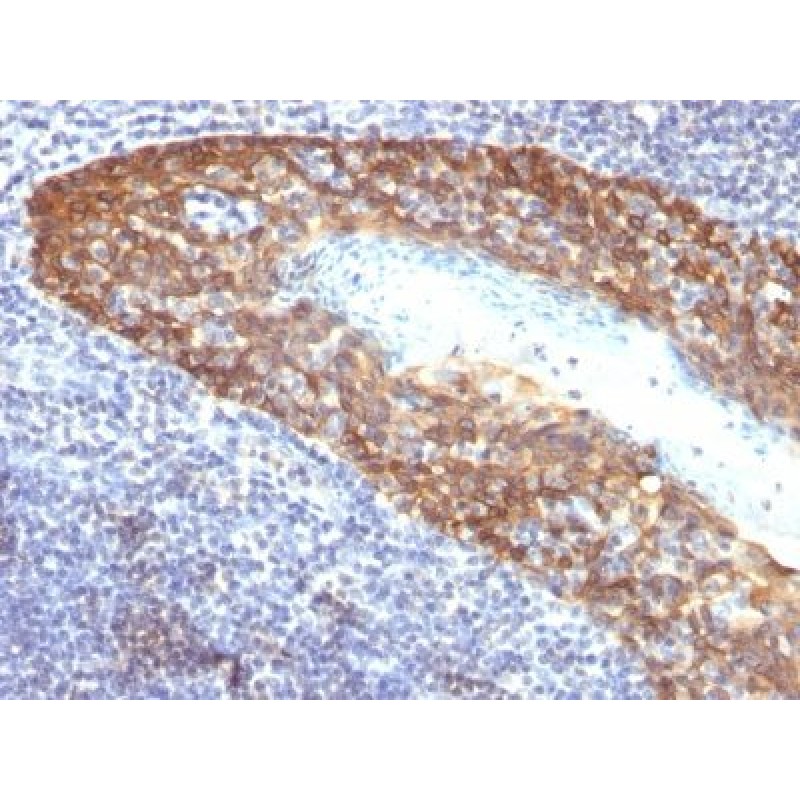 Cytokeratin 14(KRT14/532), CF568 conjugate, 0.1mg/mL