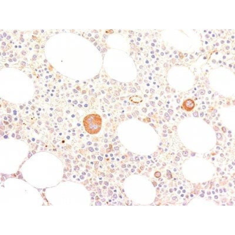 von Willebrand Factor(VWF635), CF568 conjugate, 0.1mg/mL