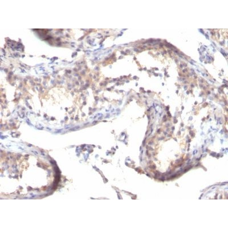 TGFalpha(MF9), CF568 conjugate, 0.1mg/mL
