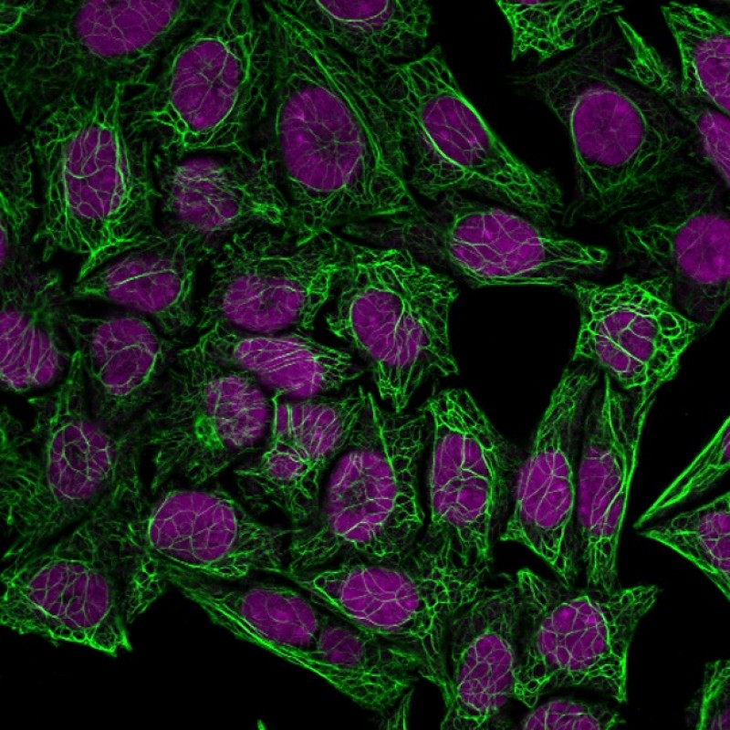 Cytokeratin 7(OV-TL12/30), CF568 conjugate, 0.1mg/mL