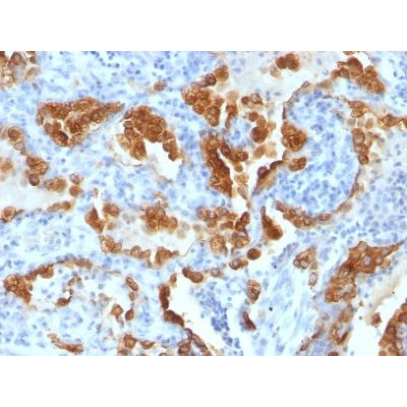 Cytokeratin 8(H1 + TS1), CF568 conjugate, 0.1mg/mL